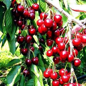 how cherry differs from cherries