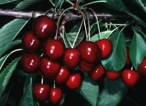 ripe sweet cherries