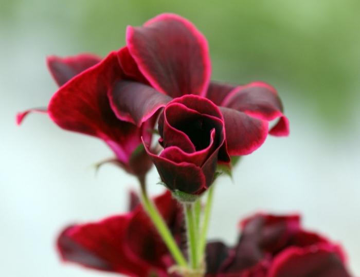 pelargonium herma tulip-shaped