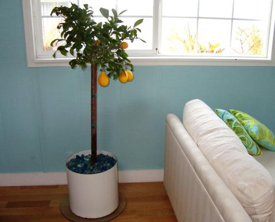 lemon plant how to care