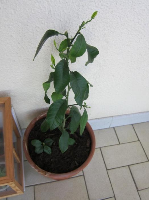 lemon tree at home how to care