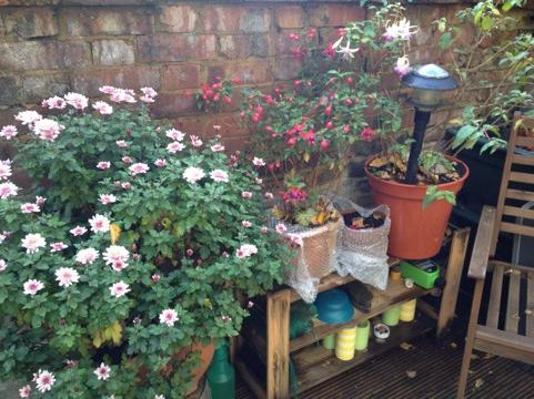 winter storage of chrysanthemums