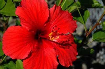 indoor red flowers photo