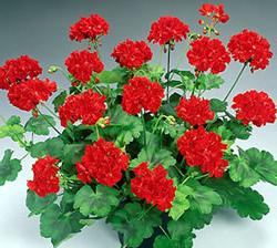 indoor flower blooms in red