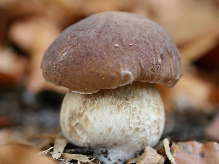 Строчки грибы фото съедобные и несъедобные чем отличаются и как готовить