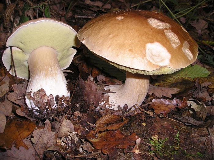 съедобные грибы Башкирии фото