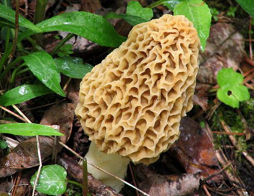 edible mushrooms of Bashkiria