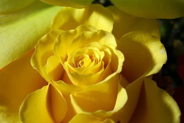 желтые розы символ