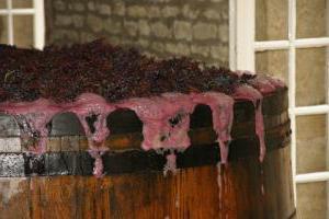 Как ставить домашнее вино из винограда