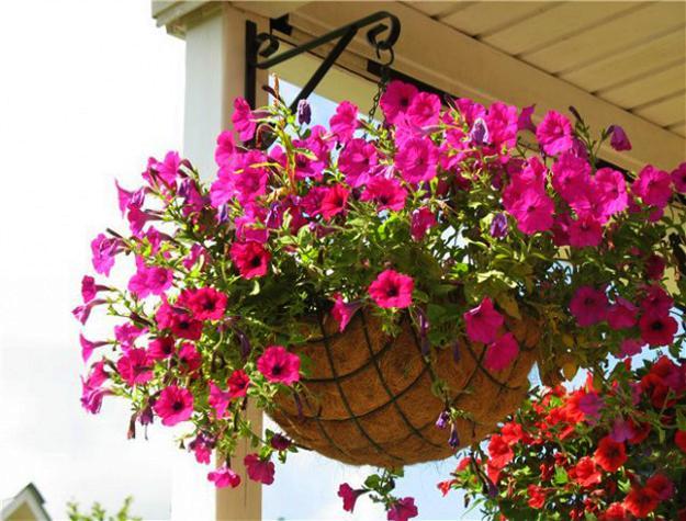 Petunias in a pot