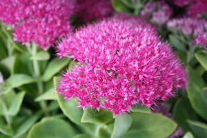 Stonecrop purple landing and care