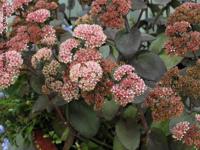 stonecrop plant