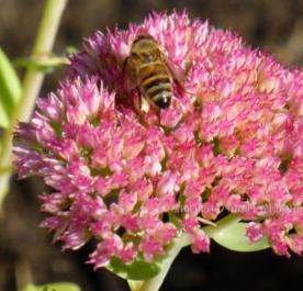 Stonecrop of Magenta