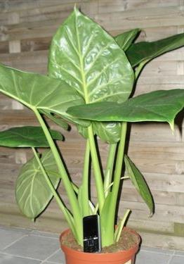 Indoor Flower Alocasia