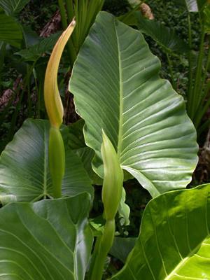 Alocasia flower care