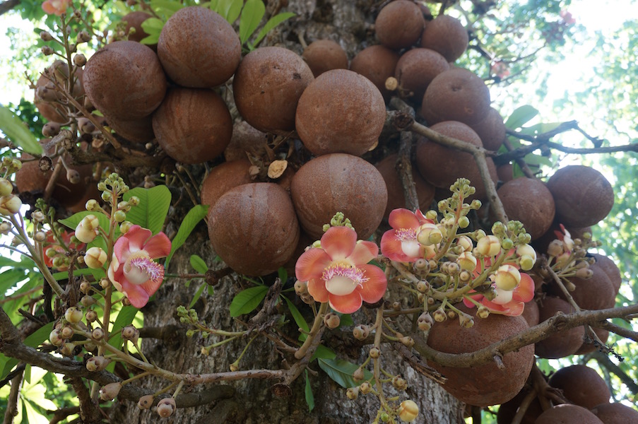 Дерево бразильский орех