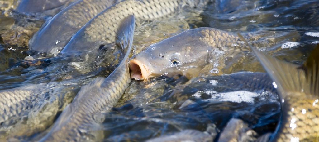 Lots of carp