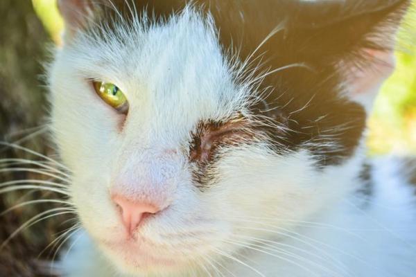 Можно ли промывать глаза физраствором кошке?