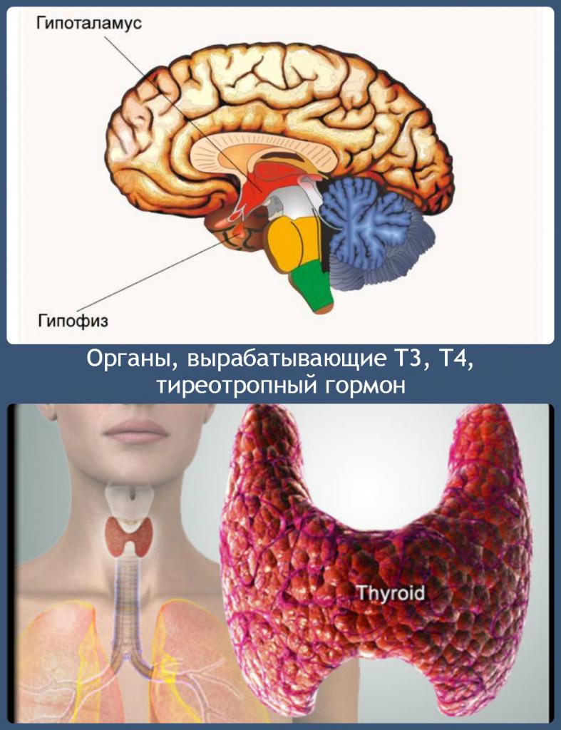 органы, вырабатывающие гормоны щитовидки