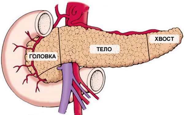 строение поджелудочной железы