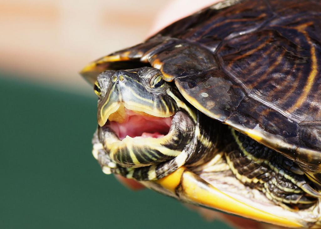 Фото рта черепахи