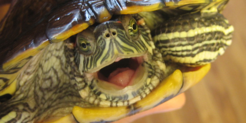 красноухая черепаха: когда, как и чем кормить