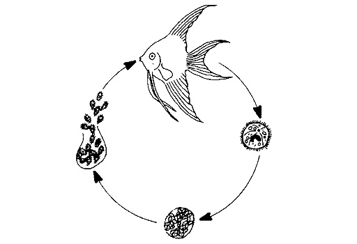 жизненный цикл одноклеточных паразитов