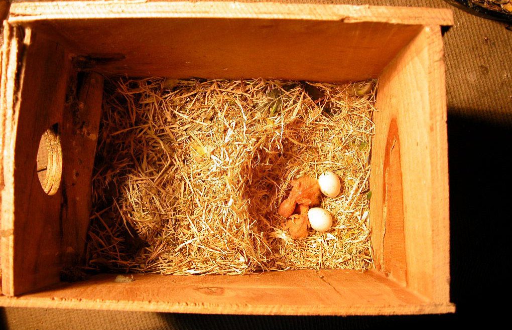 птенцы и яйца