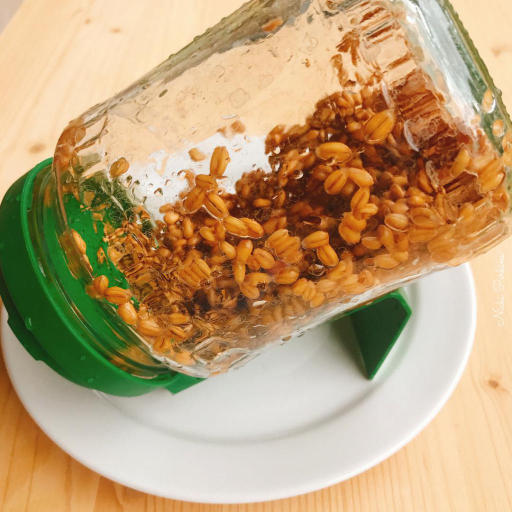 Sprouting wheat in a jar