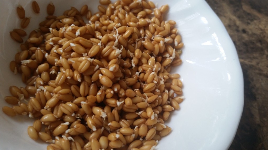 Sprouted wheat