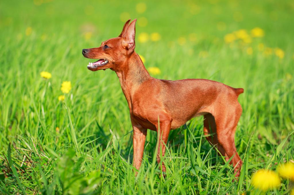 Miniature pinscher red color