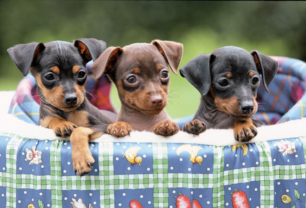 Miniature Pinscher Puppies