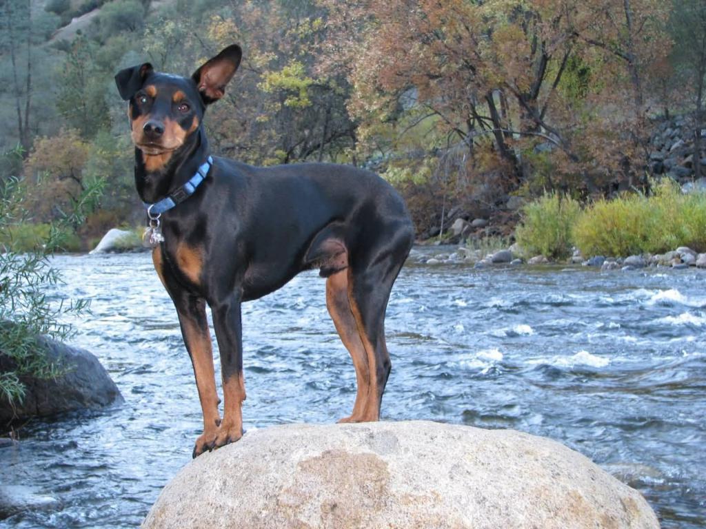 Standard pinscher for a walk