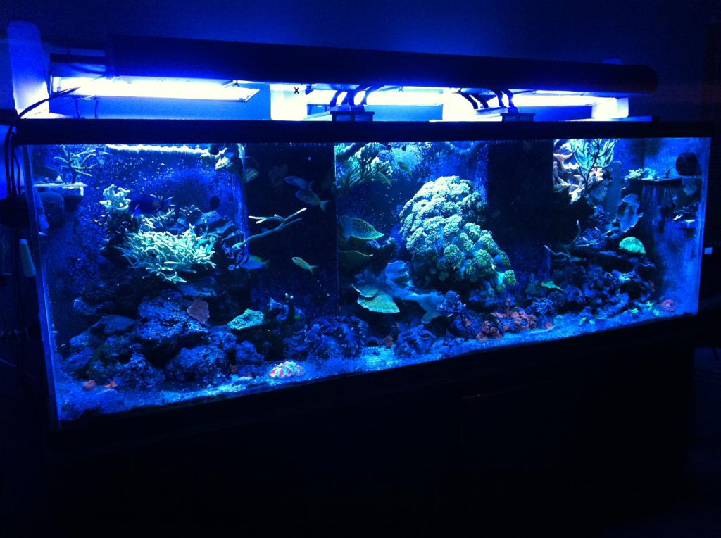 Ультрафиолетовые лампы для аквариума