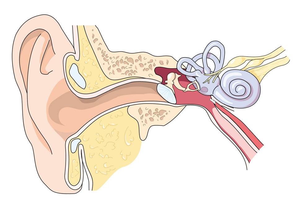 функции ушной раковины