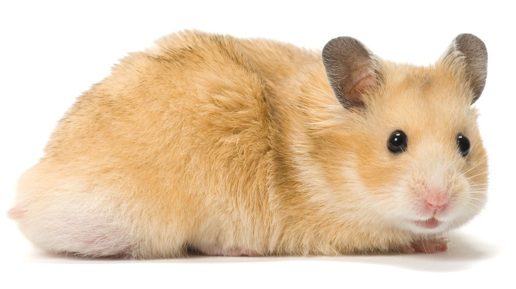 Syrian shorthair hamster