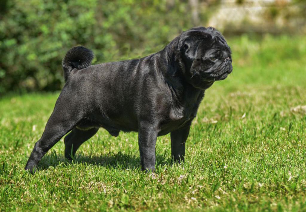 Black pug