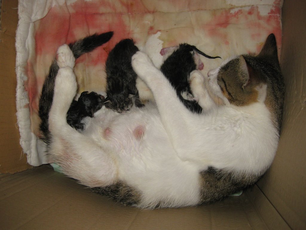 giving birth to a cat