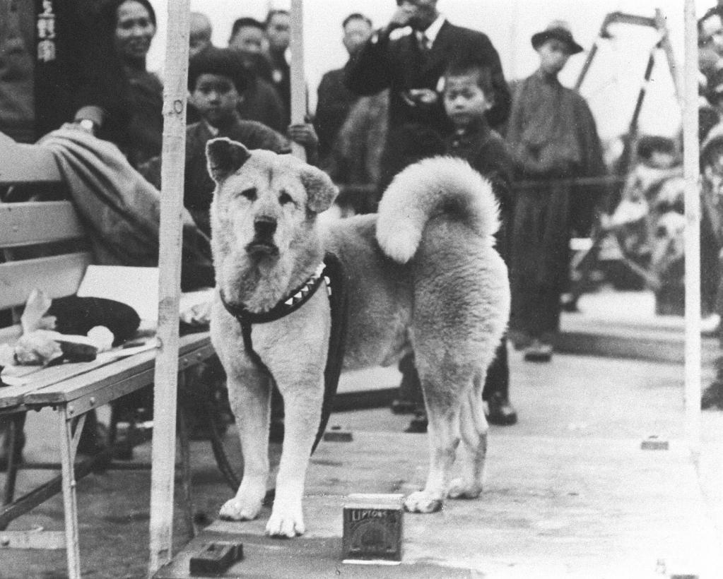 The same Hachiko