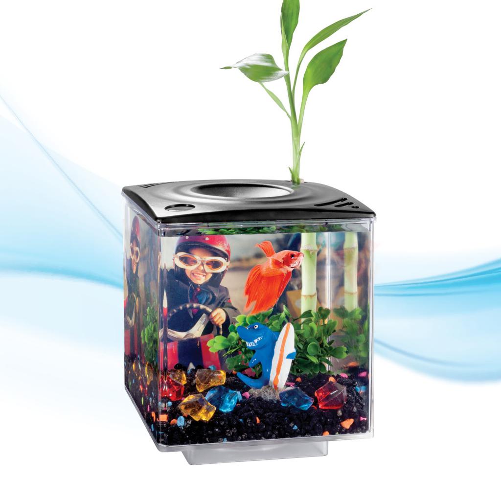 Aquarium Option