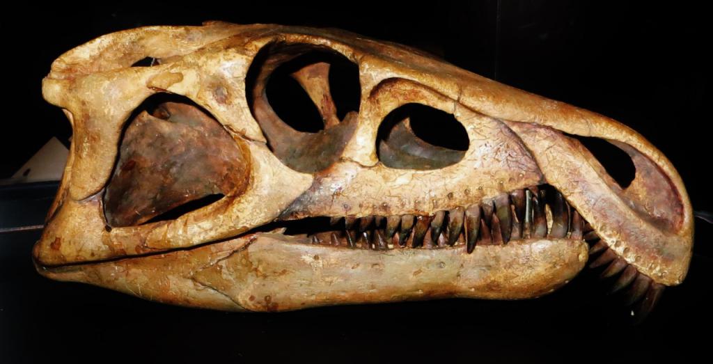 Череп и зубы динозавра