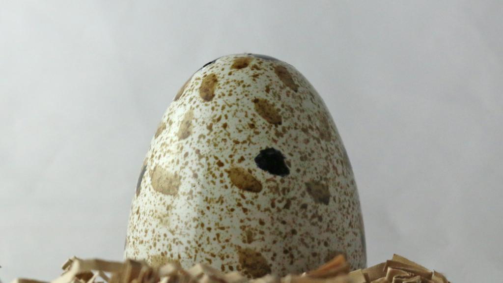 Dinosaur egg