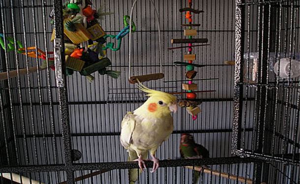 Corella in the cage