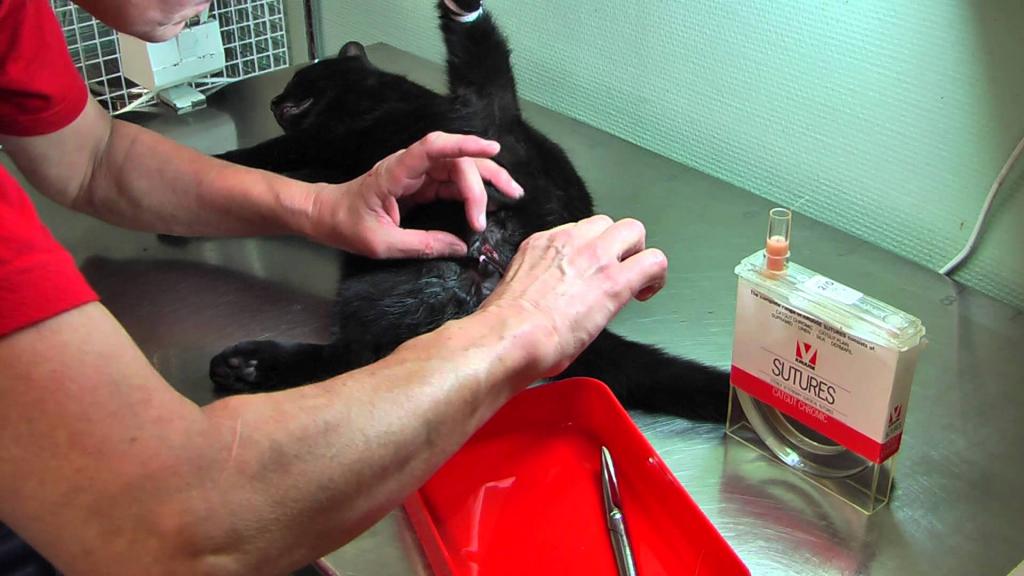 Cat sterilization