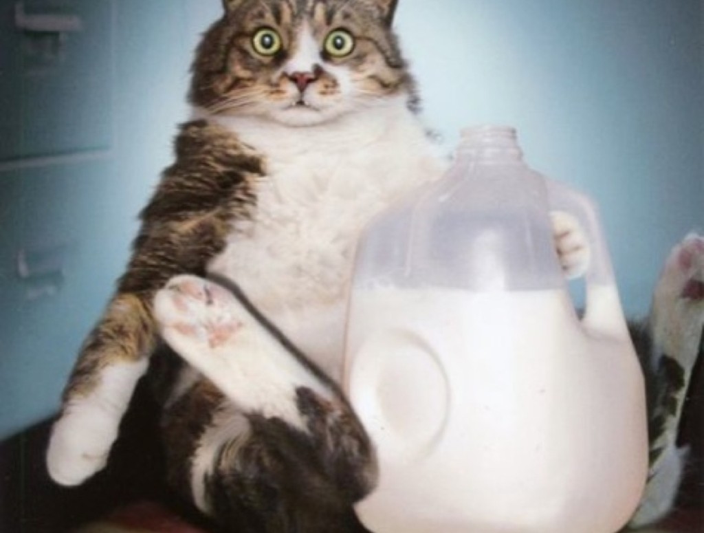Можно котам кефир. Толстый кот с молоком. Кот с молоком смешной. Котик пьет молоко. Кот кефир.