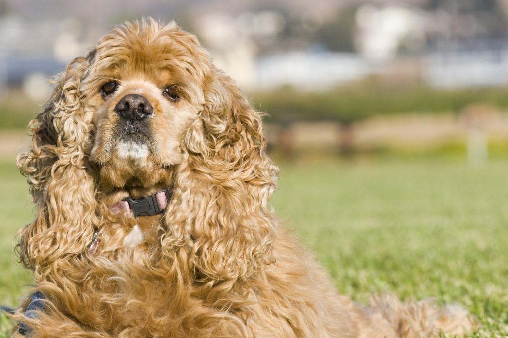 American cocker spaniel