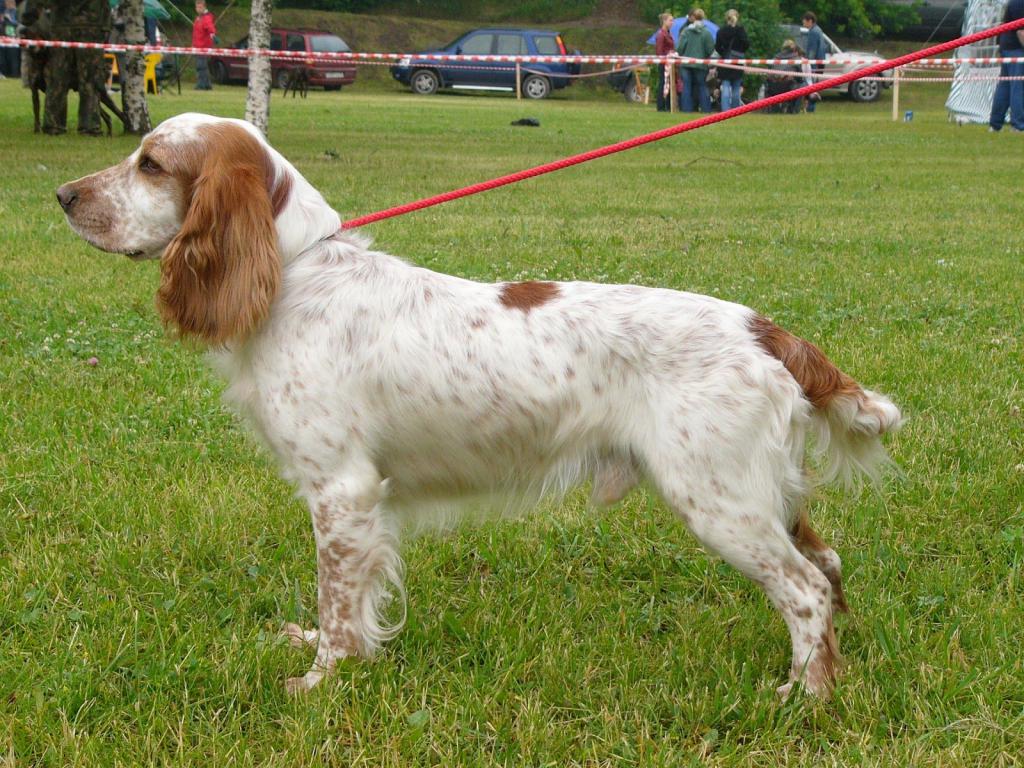 Russian Spaniel