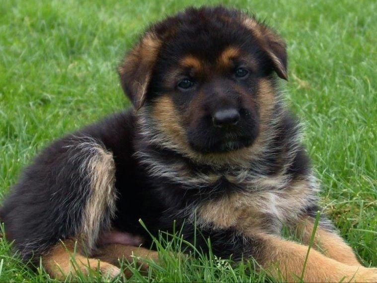 shepherd puppy