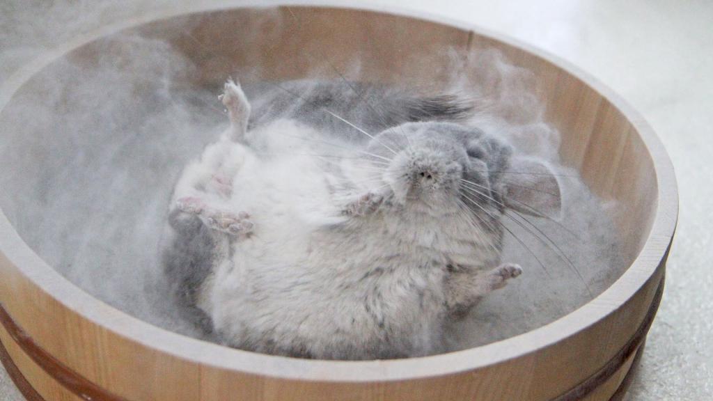 Chinchilla bathes