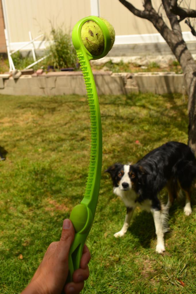 Dog distracted by game